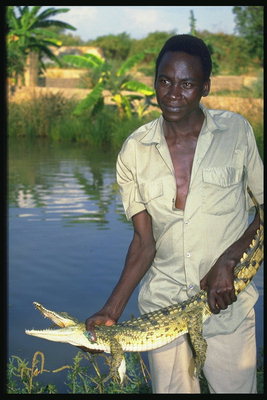 Ryba. Krokodyl w rękach mężczyzn