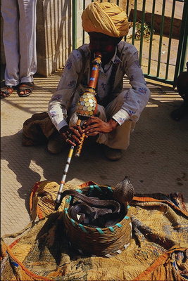 Një burrë pranë shporta me një gjarpër me syze