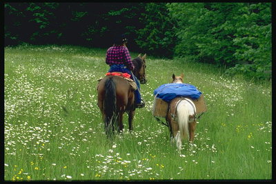 Dua kuda di rumput