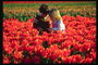 Trẻ em trong màu đỏ hoa tulip