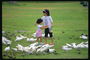 Девочки гуляют среди голубей