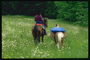 Zwei Pferde auf dem Rasen