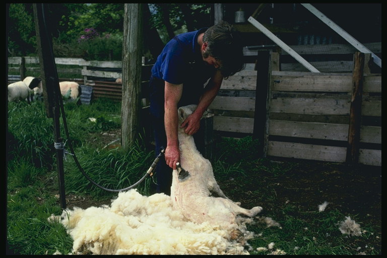 Мужчина стрижет овцу