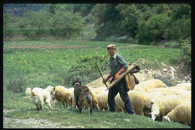 羊飼いと羊