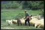 Herder en schapen