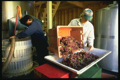 Productie van wijn. Een man met een doos van druiven