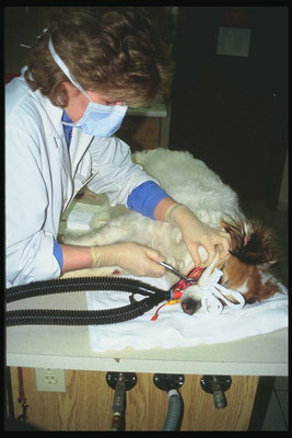 Vetirinar. Treatment of dog