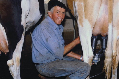 Agricultor. No momento de vacas leiteiras