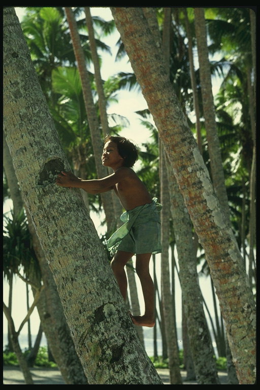 El niño se levanta en el tronco de una palmera de