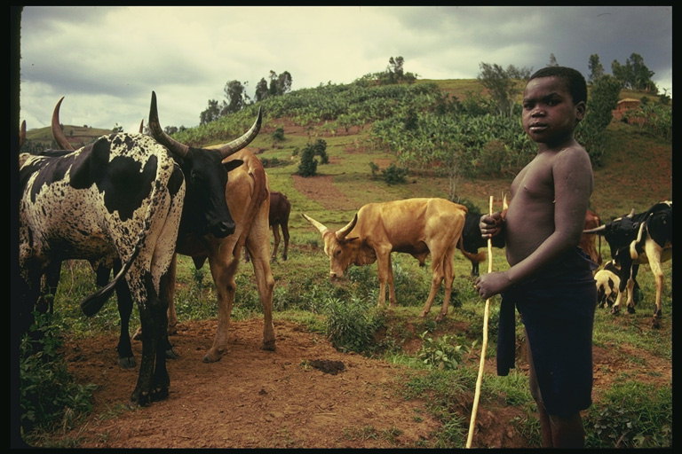 Un băiat şi o turmă de vaci