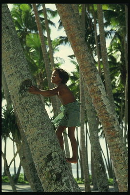 Anak itu bangun di batang kelapa