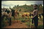 Ang isang boy at isang ganado ng cows