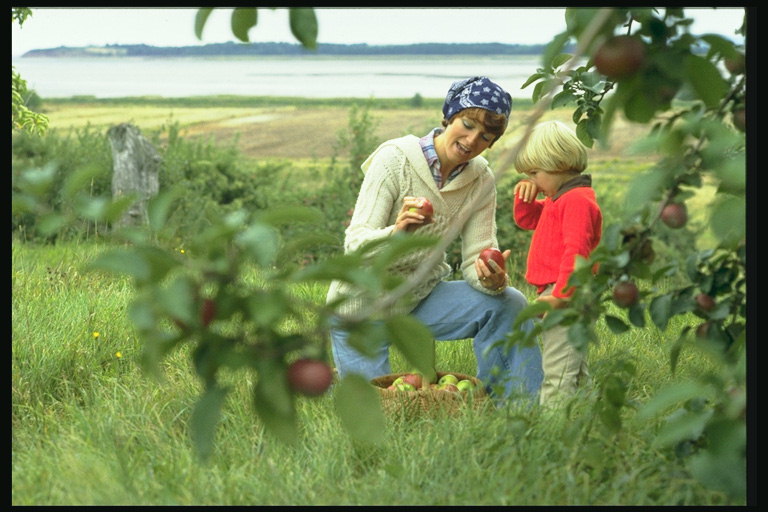 Мама и ребенок. Сбор урожая яблок