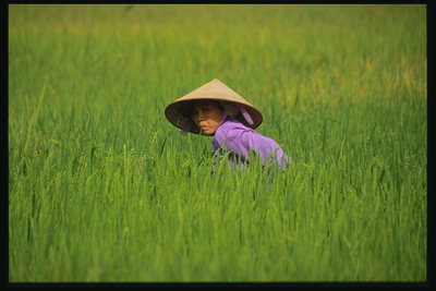 Женщина в сиреневом среди высокой и ярко-зеленой травы