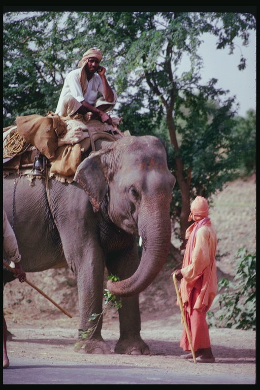 The man on elephant