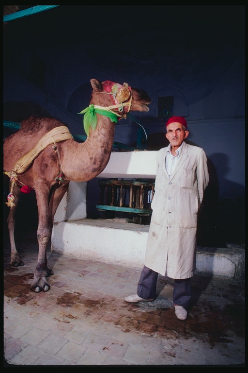 Верблюд с салатовым платком на шее
