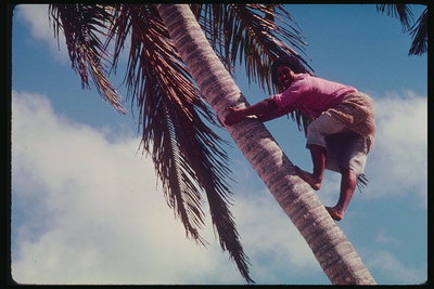Парень карапкается на пальму