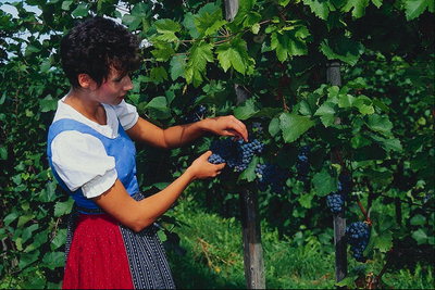 Уборка урожая. Женщина собирает виноград