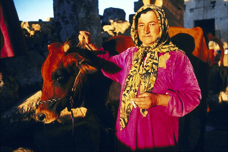 Женщина возле коровы темно-коричневого цвета