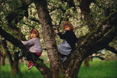 Девочки на дереве