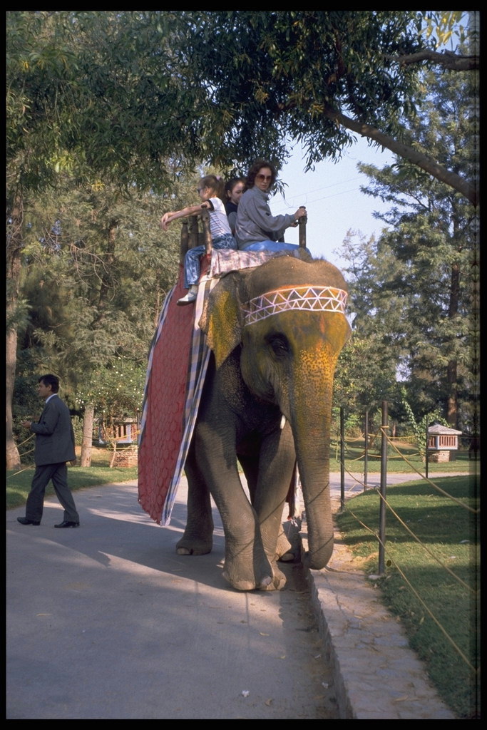 Как дрессировать и содержать слона в городских условиях, - можно спросить у хозяина замечательного слона