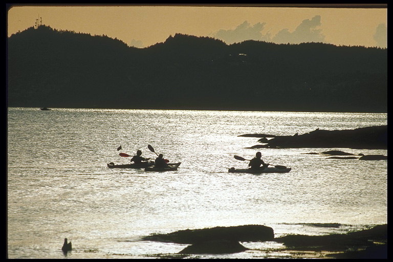 Гребцы на тренировочных занятиях по гребле на каноэ тренируются поздним вечером среди плавающих уток