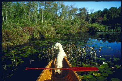 Фотография белого, кудрявого пса в каноэ с красным веслом