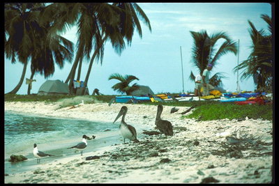 Пеликаны и морские птицы, пируют на остатках пищи оставленной туристами на песчаном берегу моря