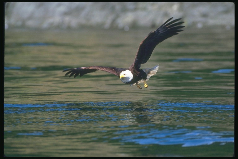 Лято. Плешив орел лети на фона на водата