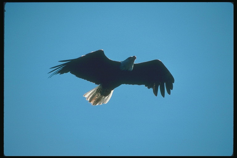 Mùa hè. Bald eagle trên nền của bầu trời