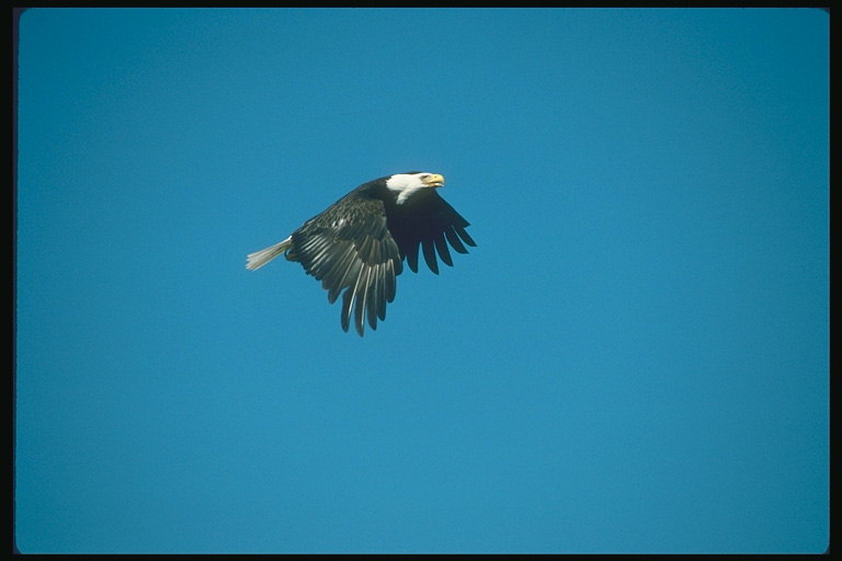 Musim panas. Penerbangan Bald eagle