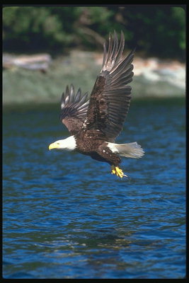 Musim panas. Bald eagle flies arah danau