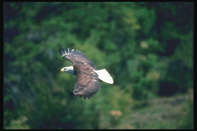 Musim panas. Bald eagle flies terhadap latar belakang hutan