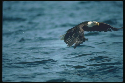 Musim panas. Bald eagle flies terhadap latar belakang dari danau