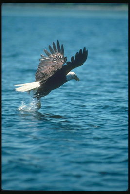 Musim panas. Bald eagle flies terhadap latar belakang dari air, grabs ikan