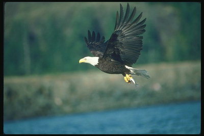 Musim panas. Bald eagle flies terhadap latar belakang dari danau, pegunungan, hutan, dengan produksi dalam claws