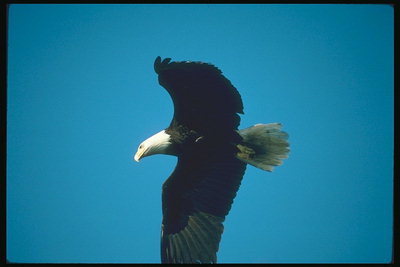 Musim panas. Bald eagle melonjak di langit