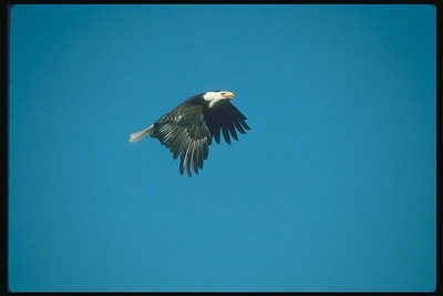 Καλοκαίρι. Flight Bald Eagle
