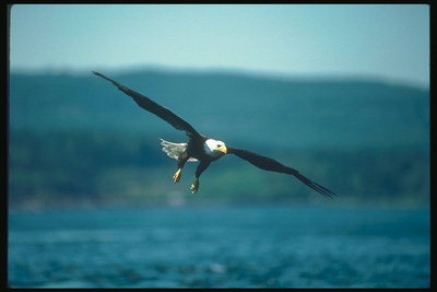 Musim panas. Bald eagle flies terhadap latar belakang dari danau, dalam pencarian makanan