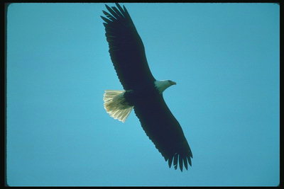 Musim panas. Penerbangan Bald eagle