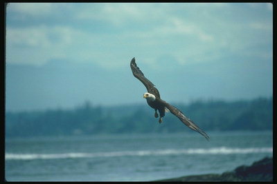 Mùa hè. Chuyến bay bald eagle