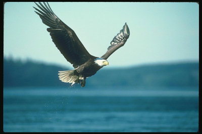 Vară. Bald Eagle zboară pe fondul de lac