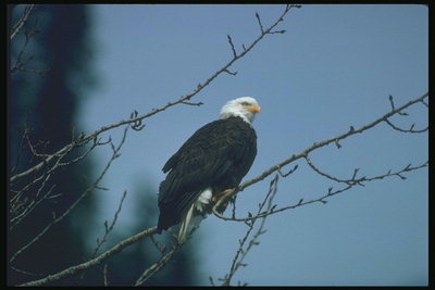 Mùa hè. Bald eagle ngồi trong một cây