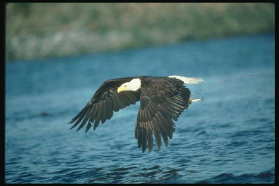 Vară. Bald Eagle zboară pe fondul unei coasta, în căutare de peşte