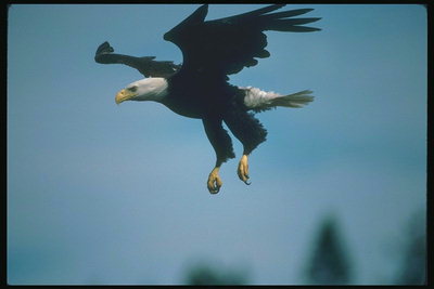 Mùa hè. Bay lên trên không bald eagle in the sky