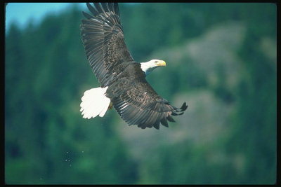 Καλοκαίρι. Φαλακρός αετός πετάει στο πλαίσιο του πράσινου βουνά