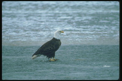 Musim semi. Bald eagle duduk abu-abu pada permukaan