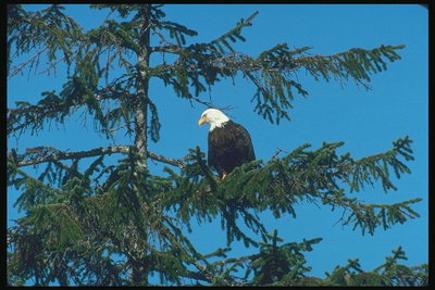 Mùa xuân. Bald eagle ngồi trên một cây thông