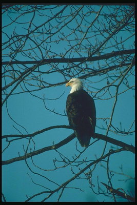 Musim semi. Bald eagle duduk di sebuah pohon tanpa daun