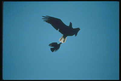 봄. 하늘의 배경에 두 개의 비행 독수리
